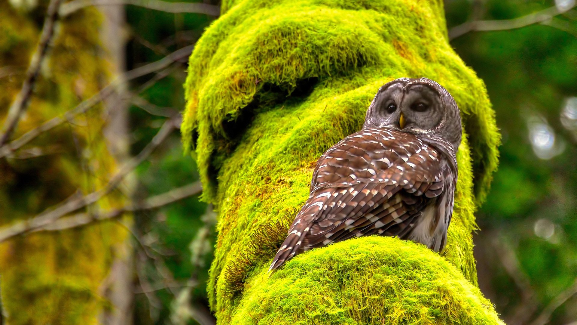 突尼斯希望门将高接低挡，避免大败，突尼斯足球队