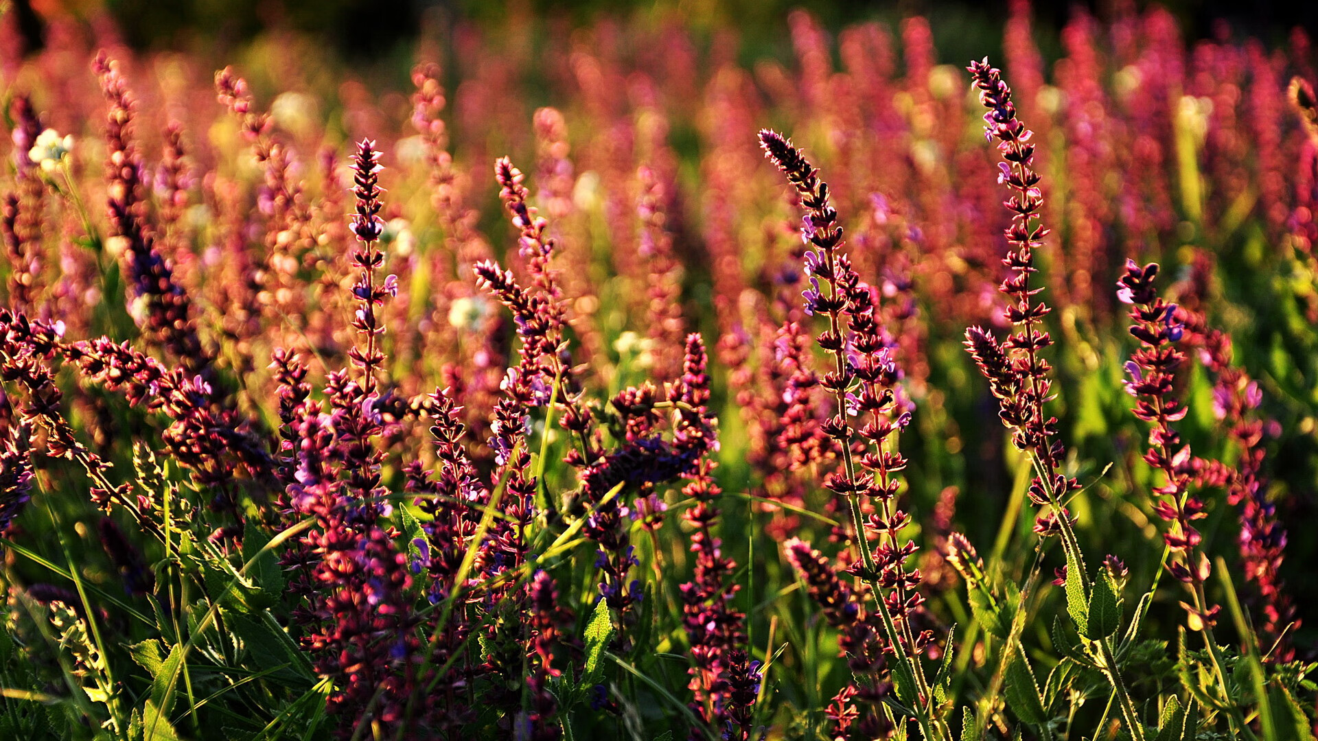 里昂边后卫助攻频繁增加进攻层次，里昂右后卫